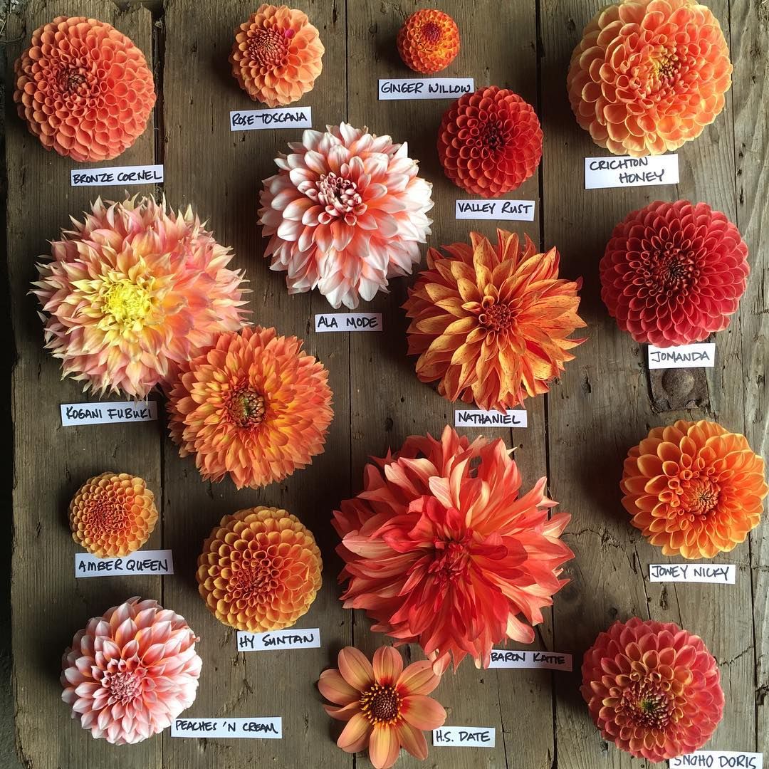 Oranges Cut Flower Garden Flower Farm Deco Floral Arte Floral oranges-cut-flower-garden-flower-farm-deco-floral-arte-floral