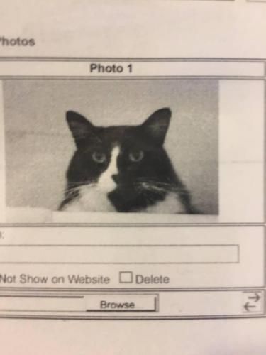 Topher A Male Cat Lost In Lakewood Co Losing A Pet Pets Cats