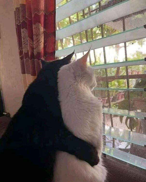 There's a Facebook page called Important Animal Images and it's glorious. #animals #animal #animallovers #animales #animalphotography #animalkingdom #animaladdicts #animallove #animali #animalplanet #animalart #animalphotos #animalslover #animalvideo Cute Kittens, Cute Baby Cats, Cute Little Animals, Cats And Kittens, Cat Aesthetic, Tier Fotos, Pretty Cats, Cat Photo, Cat Memes