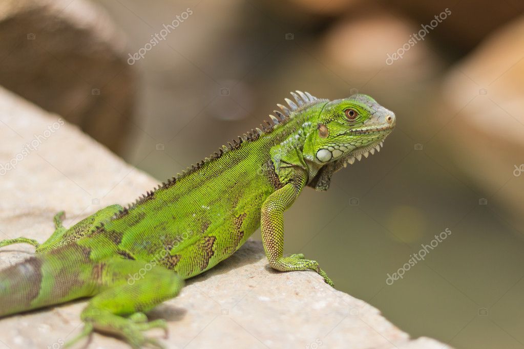 Скачать - Яркие зеленые игуаны, Аруба — стоковое изображение Green Iguana, Aruba, Lizard, Stock Photos, Animals, Color, Animales, Animaux, Colour