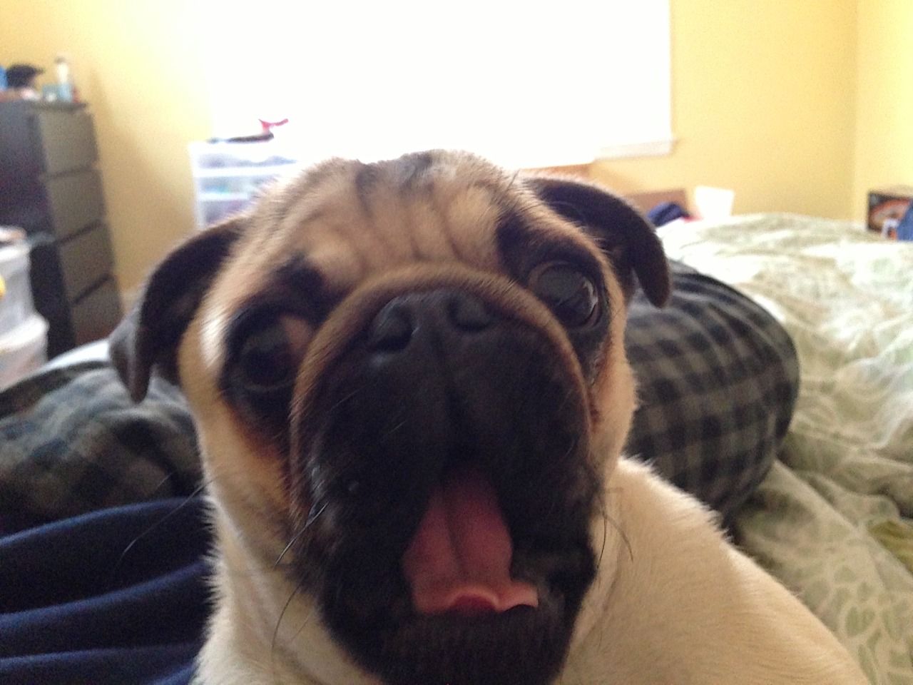 Moosepug I M Not A Person Oh My Gaaaaaaawd Pug Love Pugs