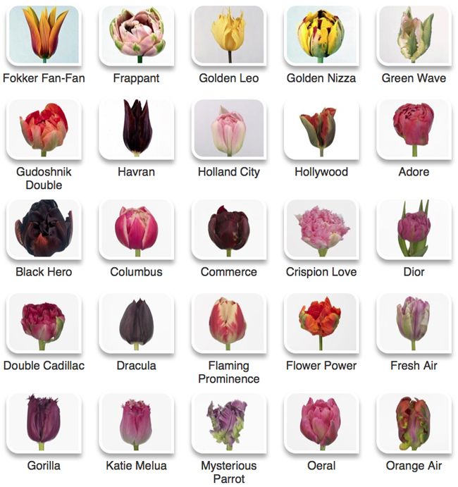 List 104+ Images how many different colors of tulips are there Completed