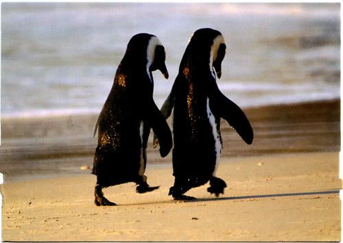 Penguins Holding Hands Animal Life Pinterest Penguins, Holding - 500x355 - jpeg Funny Holding Hands