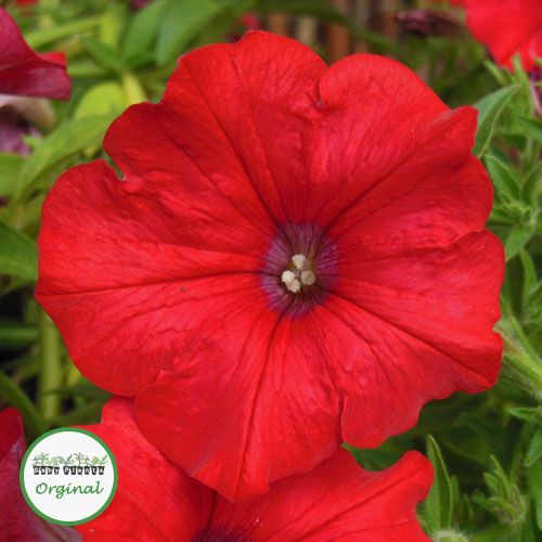 Red Petunia Stunning Petunias Petunias Plants Garden