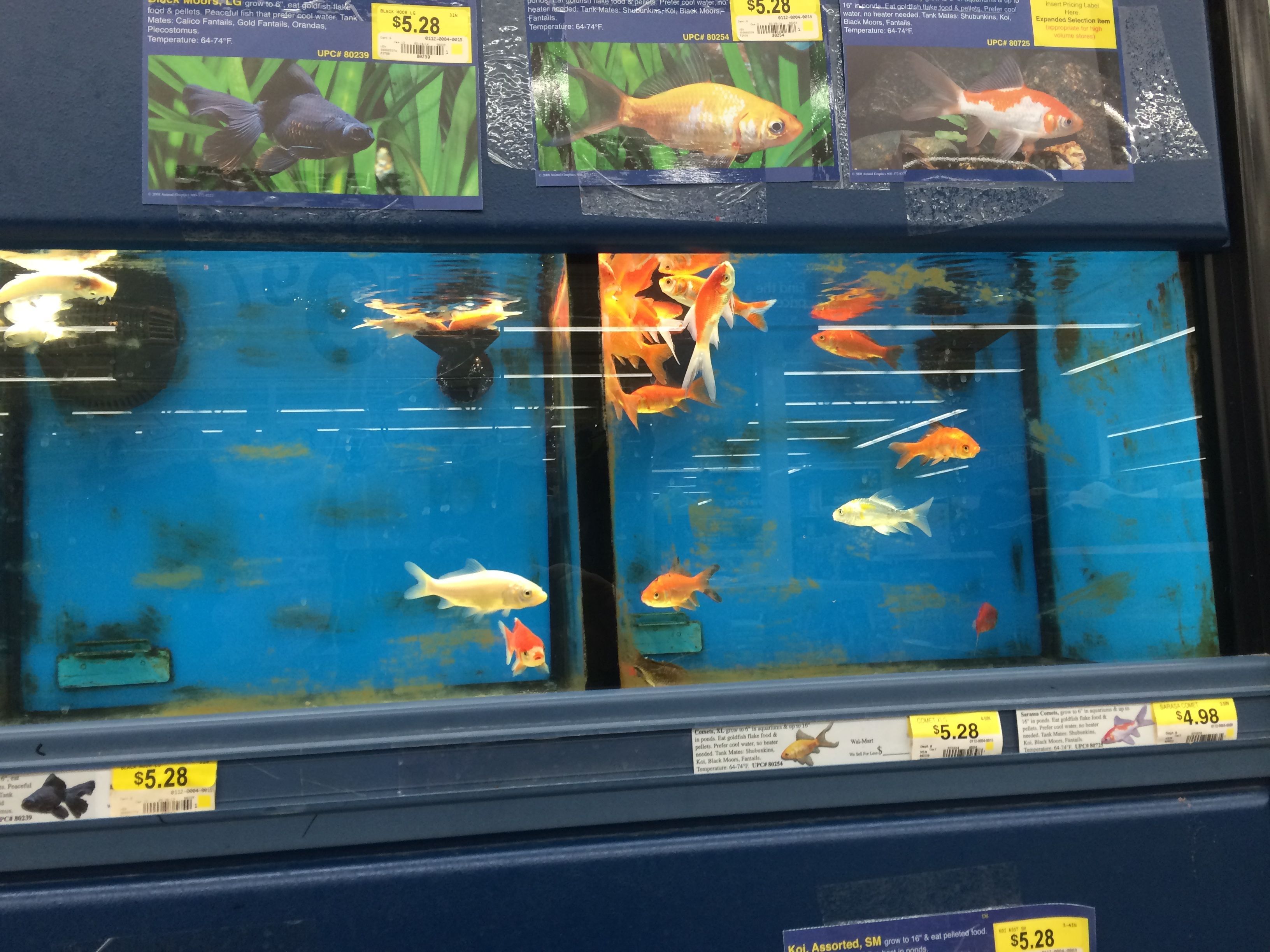 gold fishes at walmart