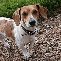 Available Pets At Central Texas Dachshund Rescue In Humble Texas