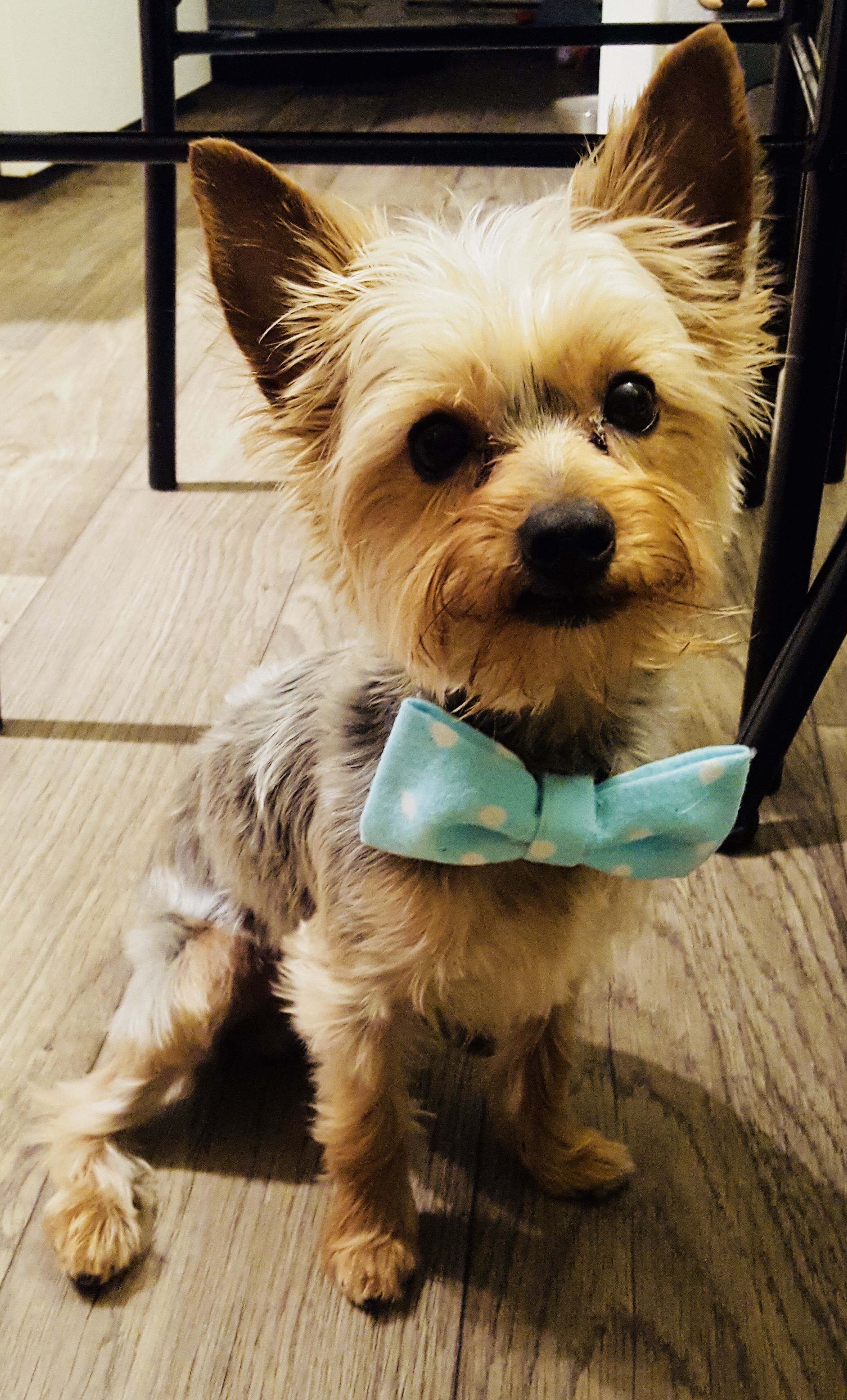 Teal Polkadot Over The Collar Bandana