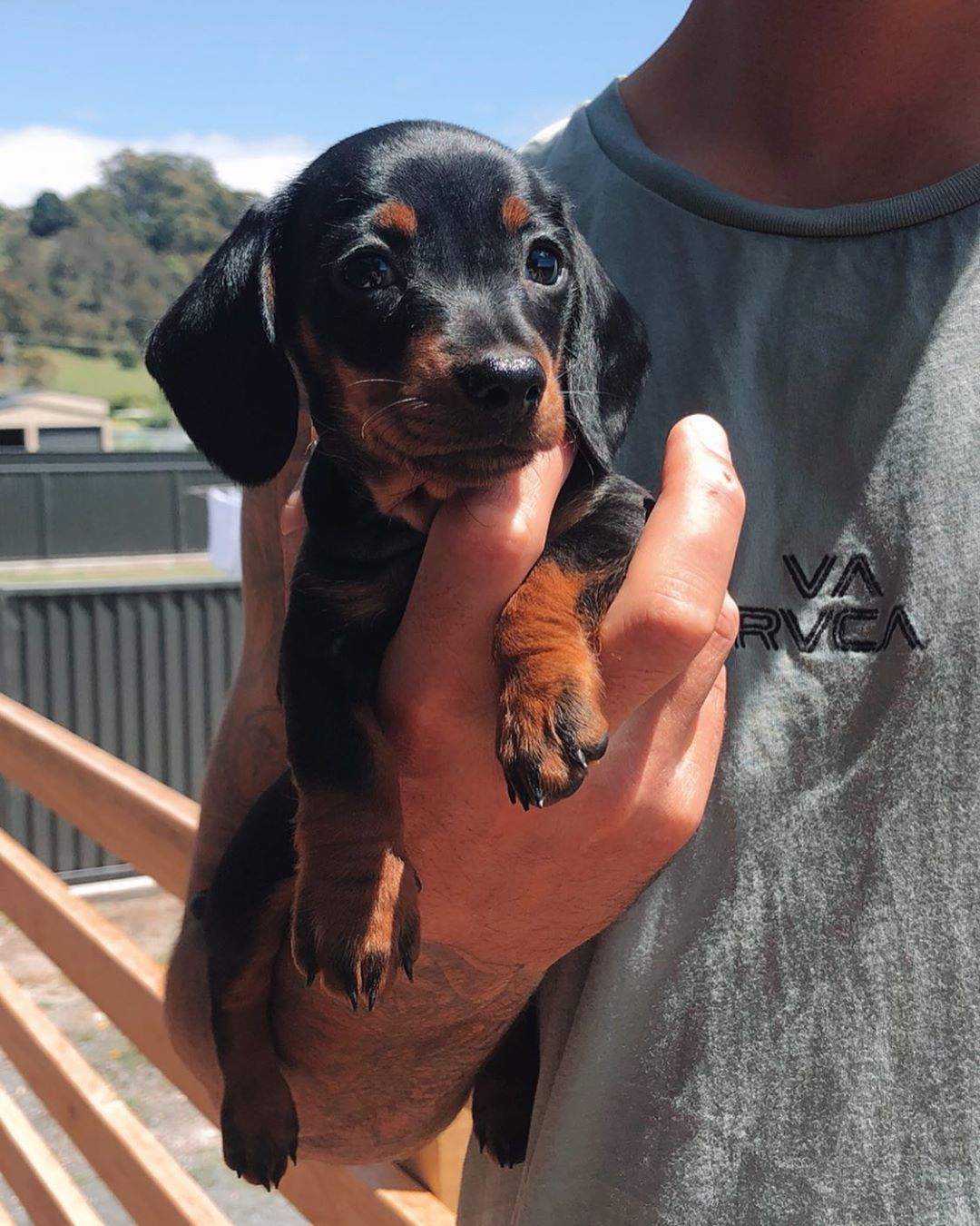Dachshund Products Apparel And Gifts Dachshund Puppies Doxie