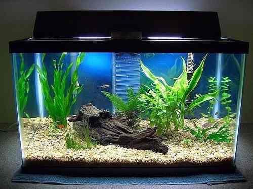 fish tank decoration set