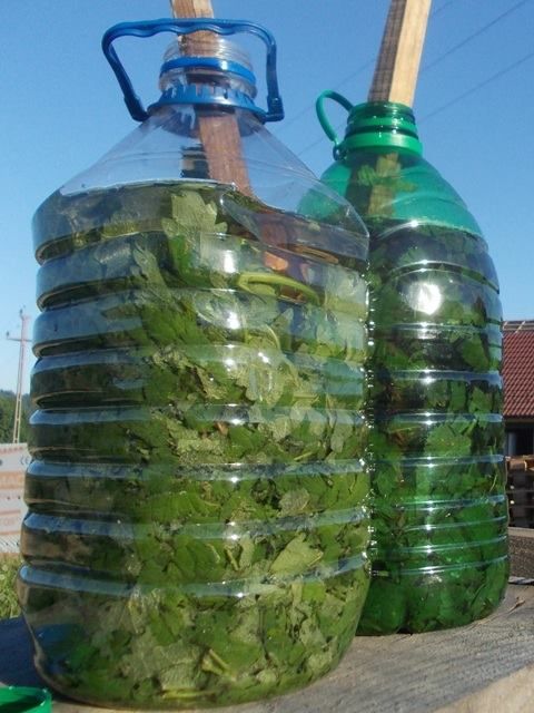 Huerto Prepara Tu Propio Macerado De Ortiga Garden Design Edible Garden Garden