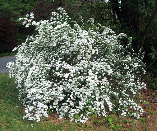 16 Fabric Pondpot 10 Gallon Learn More By Visiting The Image Link This Is An Affiliate Link Potsplanterscontainer Hedging Plants Plants Lawn And Garden 16 Fabric Pondpot 10 Gallon Learn More By Visiting The Image Link This Is An Affiliate Link Potsplanterscontainer Hedging Plants Plants Lawn And Garden