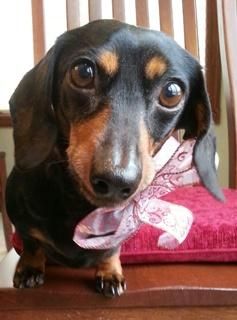 Shorty Dachshund Adult Female Small Fundoxie Dachshund