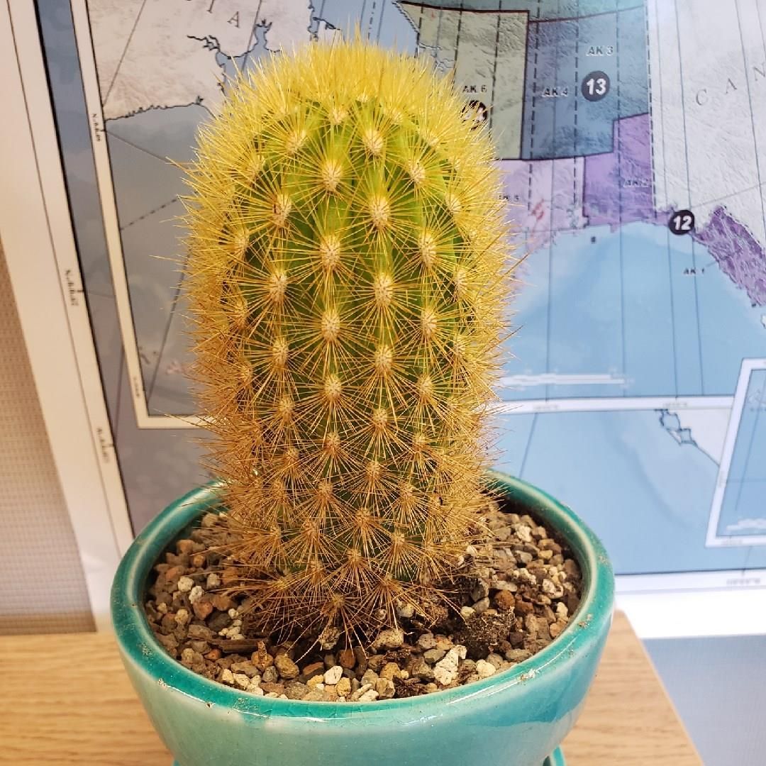 Cleistocactus icosagonus, Cactus 'Icosagonus' in GardenTags plant
