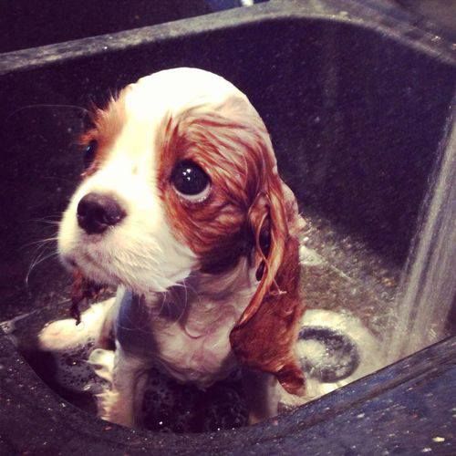 Innocent Little Puppy Taking A Bath Cute Animals Cute Dogs Puppies