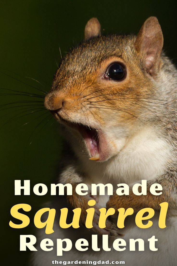 How to Keep Squirrels Out of Your Garden (15 Easy Tips)