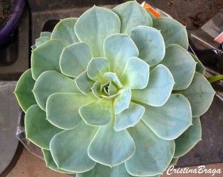 Tipos De Echeverias Flores E Folhagens Rosas De Pedra Suculentas Echeveria