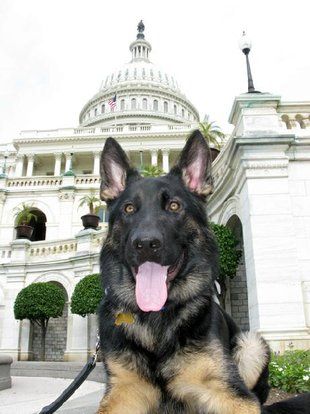 Dog Friendly Vacations And Sight Seeing In Washington Dc
