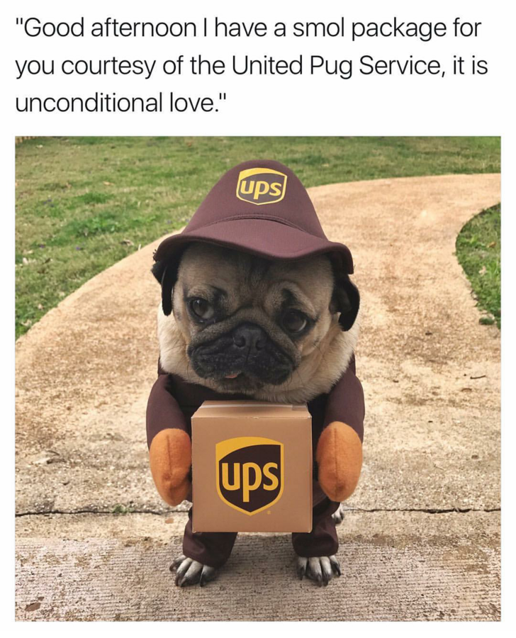 Smol Meme Dump 10 Cute Baby Animals Cute Dogs Cute Pugs