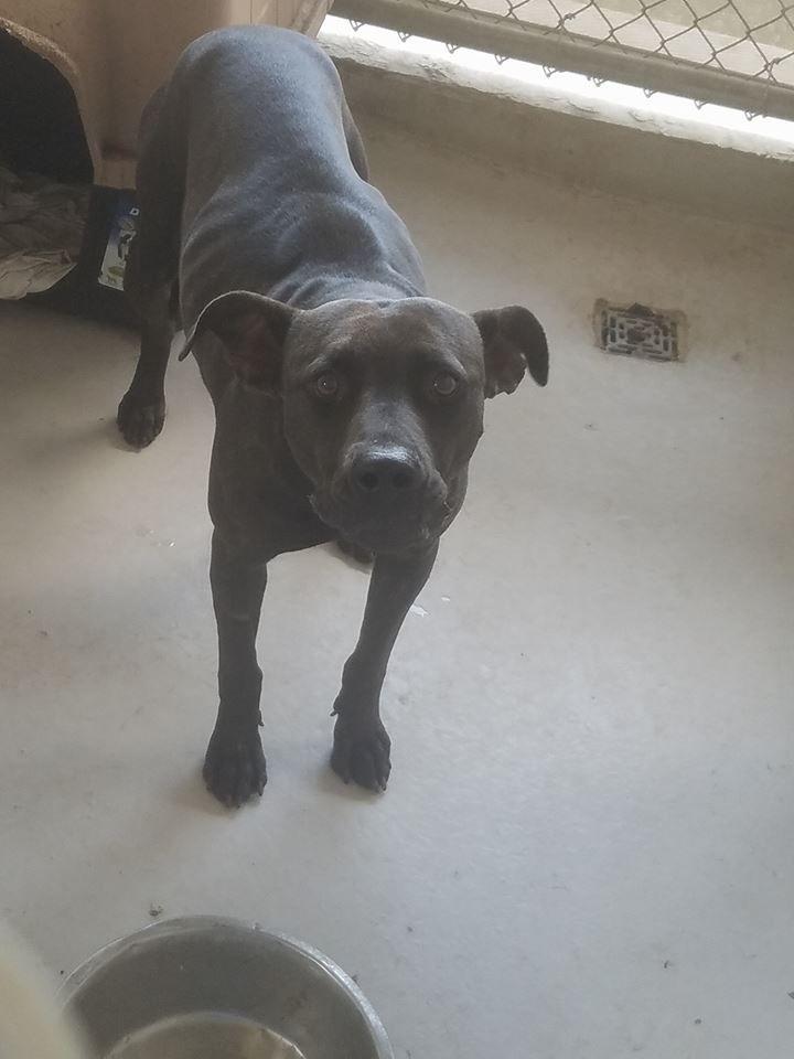 Laredo Tx High Kill Pound 87 Die Kennel B3 Female Ph 956 717