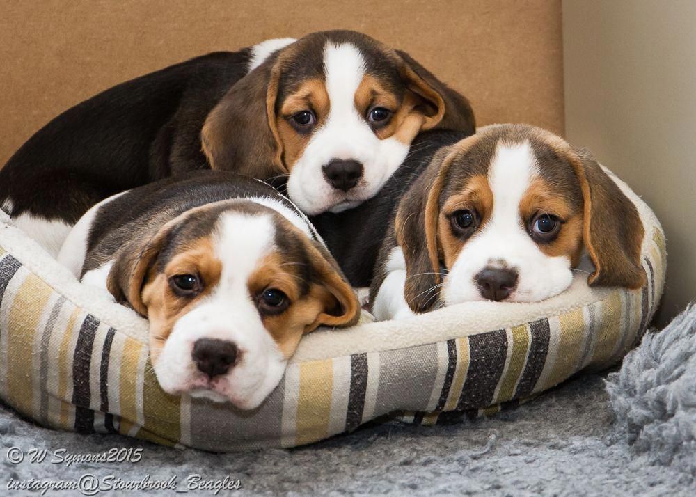 Facts On The Friendly Beagle Puppy Personality Beagleboy
