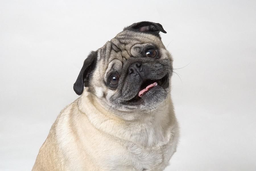 Pug Smile Smiling Dogs Pugs Pug Dog