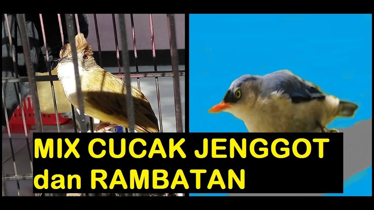 Burung Masteran Murai BatuKenariKolibriKacerCucak IjoCendet Burung Masteran Murai BatuKenariKolibriKacerCucak IjoCendet