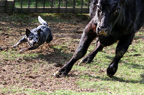 australian cattle dog herding dog