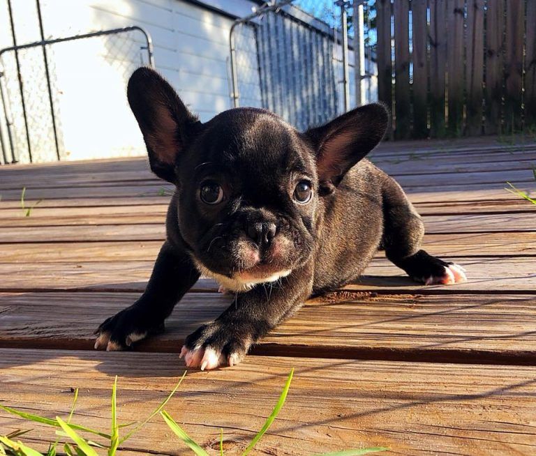 Puppies For Sale Orlando Fl Breeder S Pick Orlando Inc