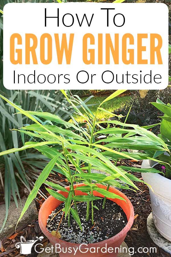 How To Grow Ginger Root Indoors Or Outside How To Grow Ginger Root Indoors Or Outside