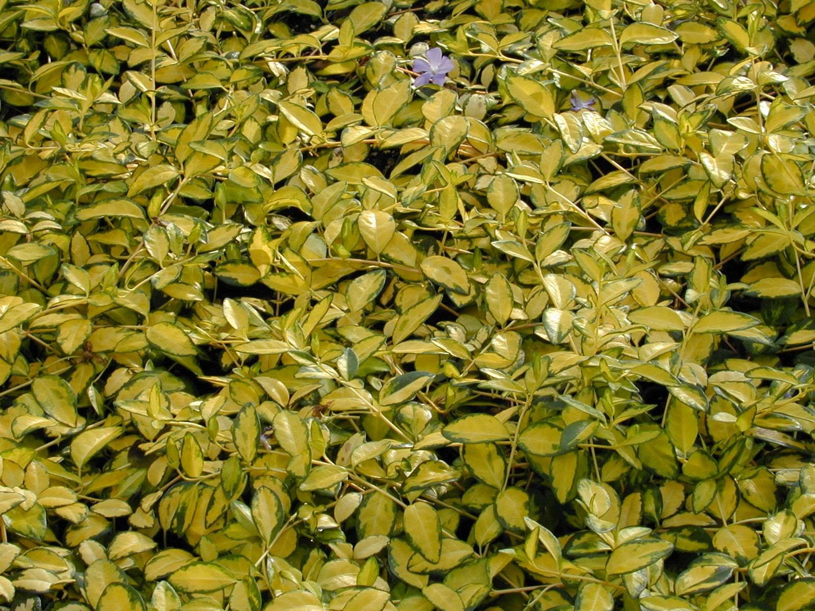 Vinca Minor Illumination Illumination Periwinkle Glowing Golden
