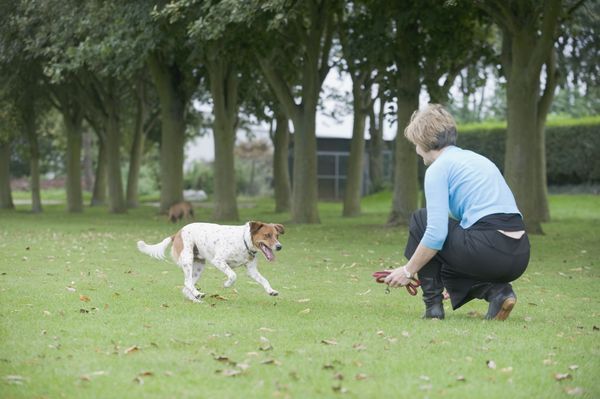 Top 10 Basic Dog Training Commands With Images Dog Training