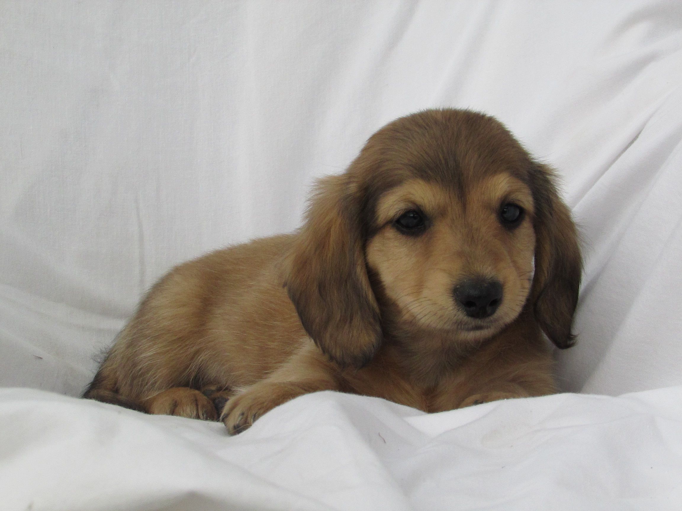 Pin By Mariah On Our Dachshunds Dachshund Miniature Dachshunds
