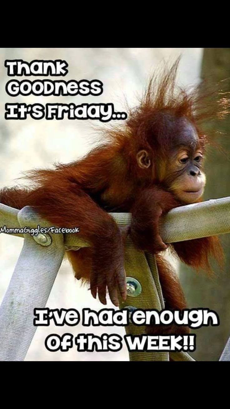 Tgif Funny Quotes Funny Memes