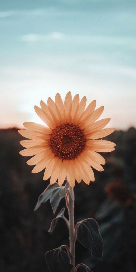 pics Iphone Fond Ecran Tournesol pinterest