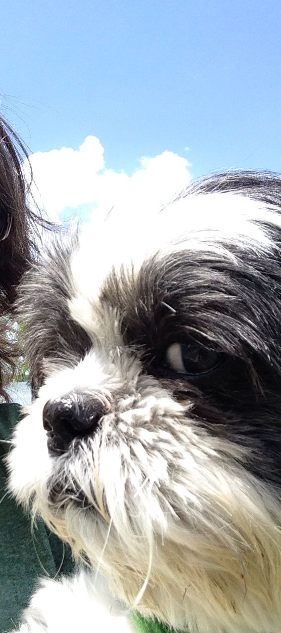Loulou With An Attitude Shih Tzu Dog With Images Shih Tzu Dog