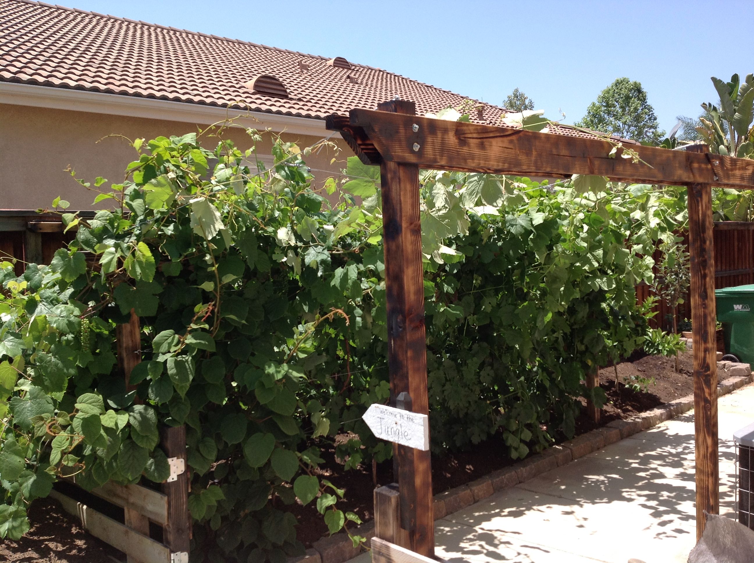 grape trellis grape trellis