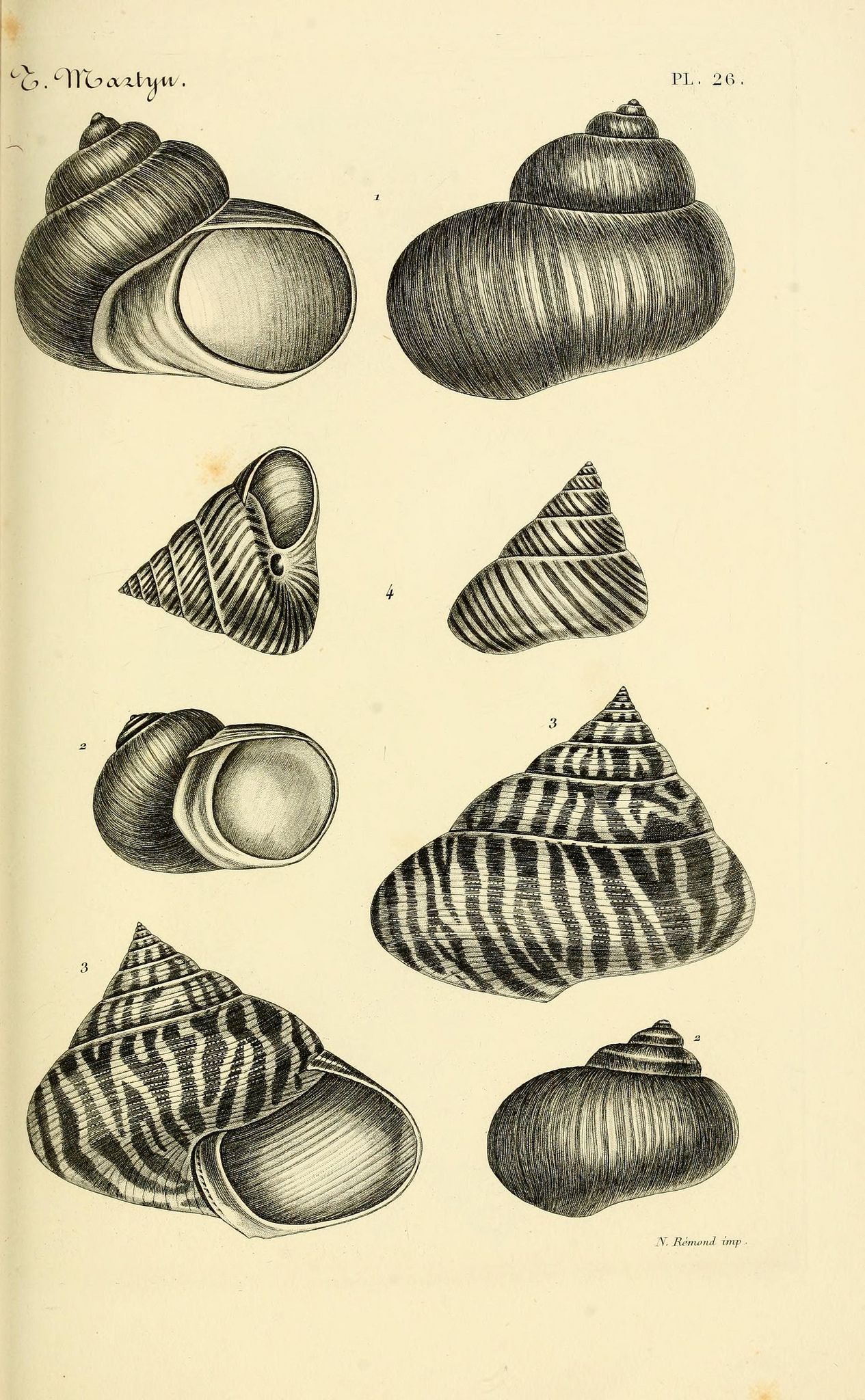 Vintage Paper Background Texture, Vintage Paper Textures, Entomology Prints, Shell Animals, Art Academia, Sea Drawing, Antique Botanical Print, Nature Posters, Tatoo