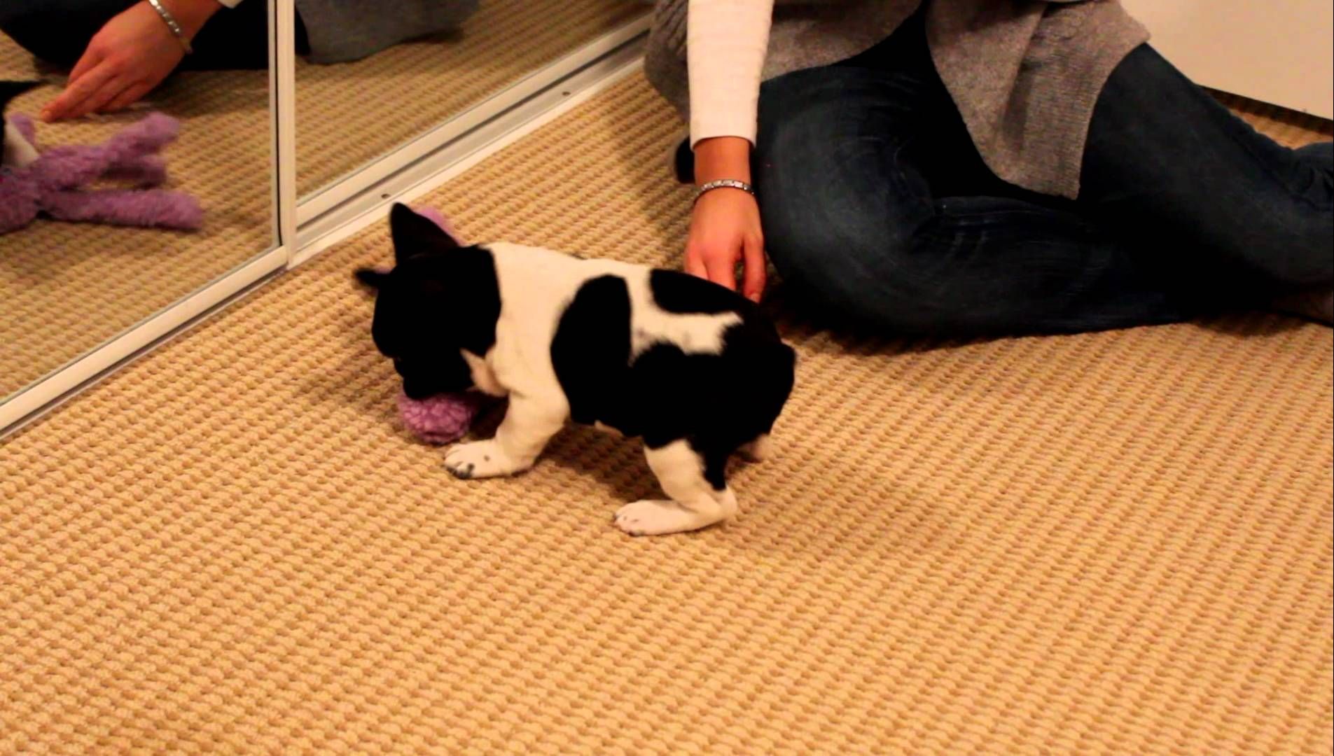 French Bulldog Puppy First Night At Home Animals Bulldog