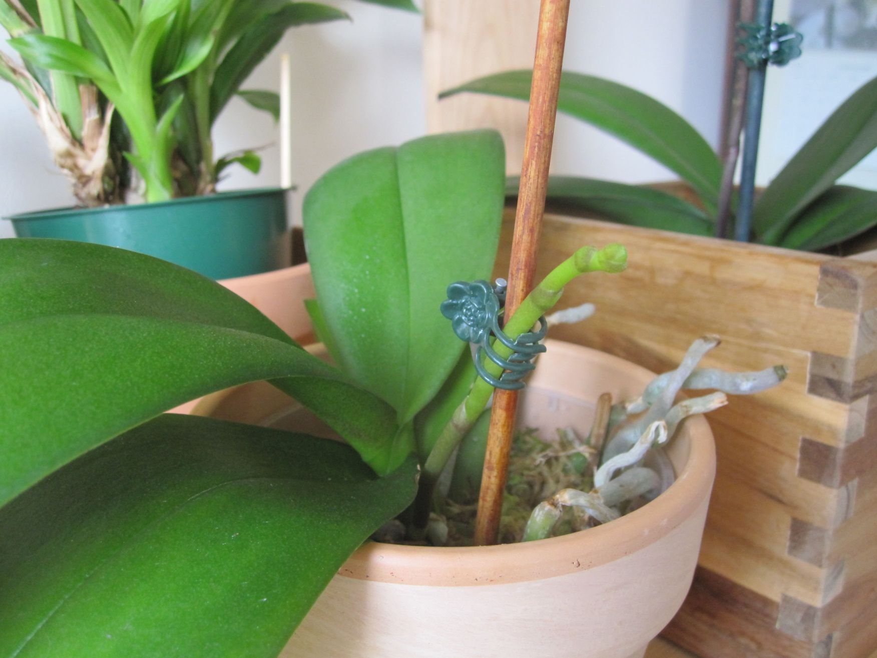 Orchid Care 101 Trimming Orchid Spikes Orchid Care Growing Orchids Orchids