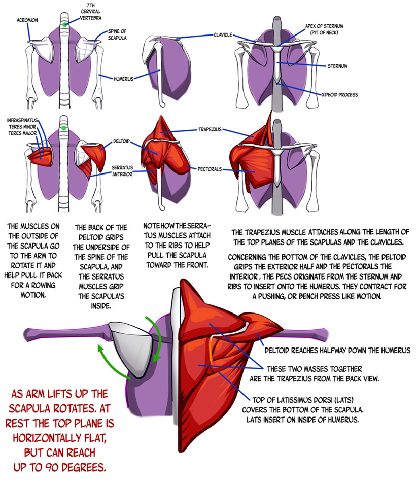how the shoulder girdle works ar pinterest anatomy how the shoulder works