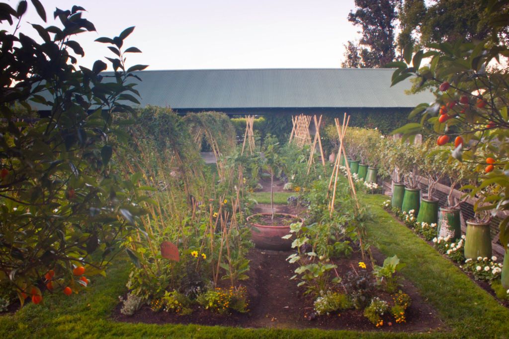 “Front left bed is eggplants and zinnias. The vegetable bed on the right consists of four tomatoes trained up four 8-foot pieces of bamboo. Production is very good on the tepee system. This system makes it possible to grow more tomatoes in a small space.” Bamboo Garden, Garden Trellis, Garden Soil, Edible Garden, Garden Beds, Spring Vegetable Garden, Vegetable Garden For Beginners, Vegetable Garden Design, Vegetable Bed