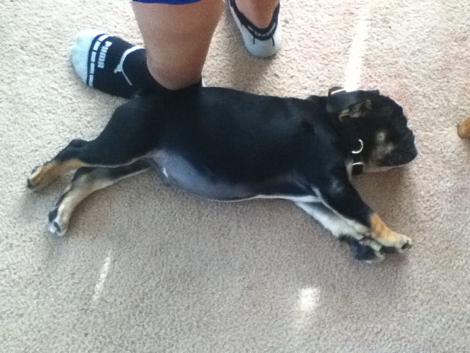 Alvin Is A Rare Blacktan Akc English Bulldog 9 Wks Old