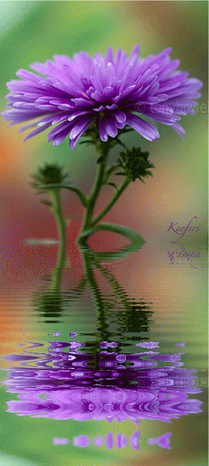 Flowers, Animated Graphics, Animated Gifs, Flores, Water Reflection, Animated Flowers, Beautiful Flowers, Flores, K… | Beautiful flowers,
Water reflections, Flowers