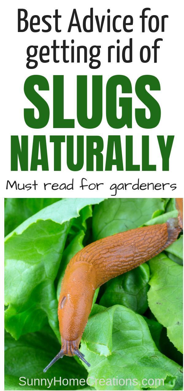 Get Rid of Slugs Naturally