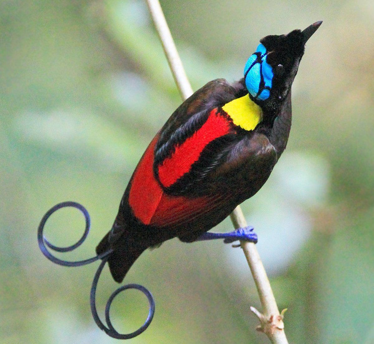 Birds of Paradise Birds of Paradise