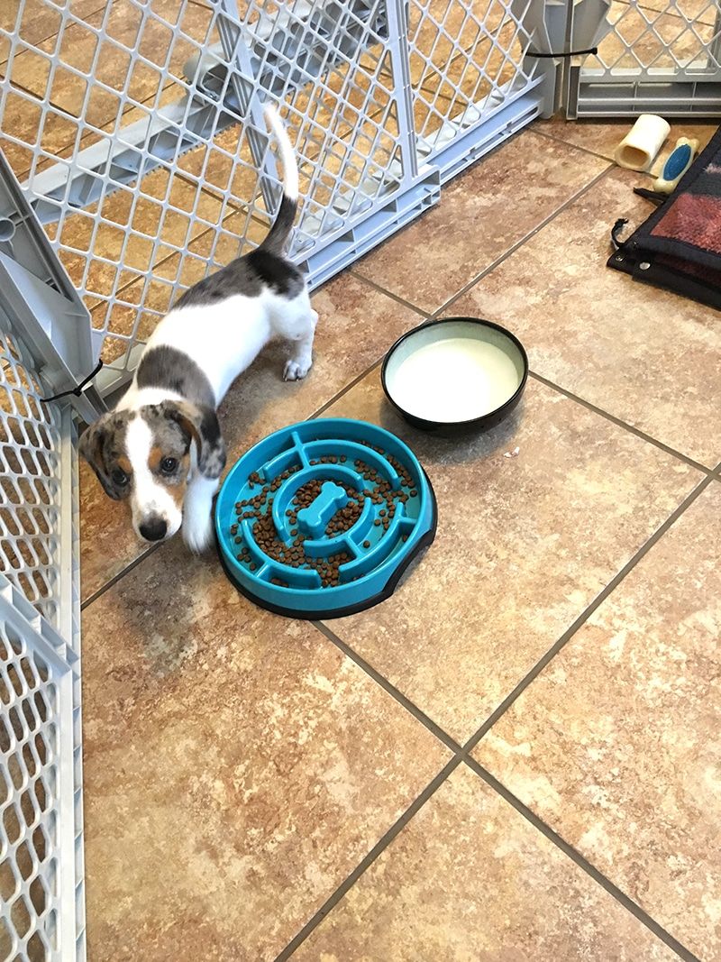 6 Easy Tips For Potty Training Your Dachshund Dachshund Dog