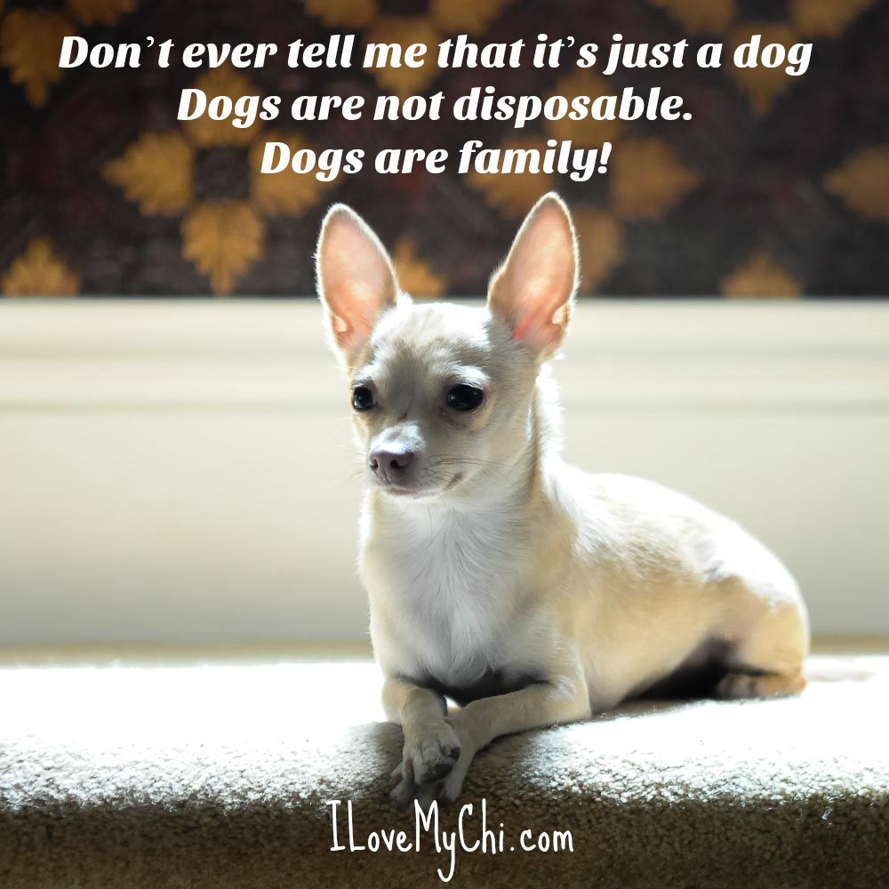 20 Chihuahua Memes That Will Make You Cry Cute Chihuahua