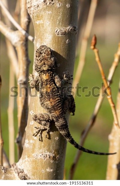 Shutterstock koleksiyonunda HD kalitesinde Lizard On Trunk Poplar Tree temalı stok görseller ve milyonlarca başka telifsiz stok fotoğraf, illüstrasyon ve vektör bulabilirsiniz. Her gün binlerce yeni, yüksek kaliteli fotoğraf ekleniyor. Poplar Tree, Macro, Lizard, Photo Image, Trunks, Animals, Drift Wood, Animales, Animaux