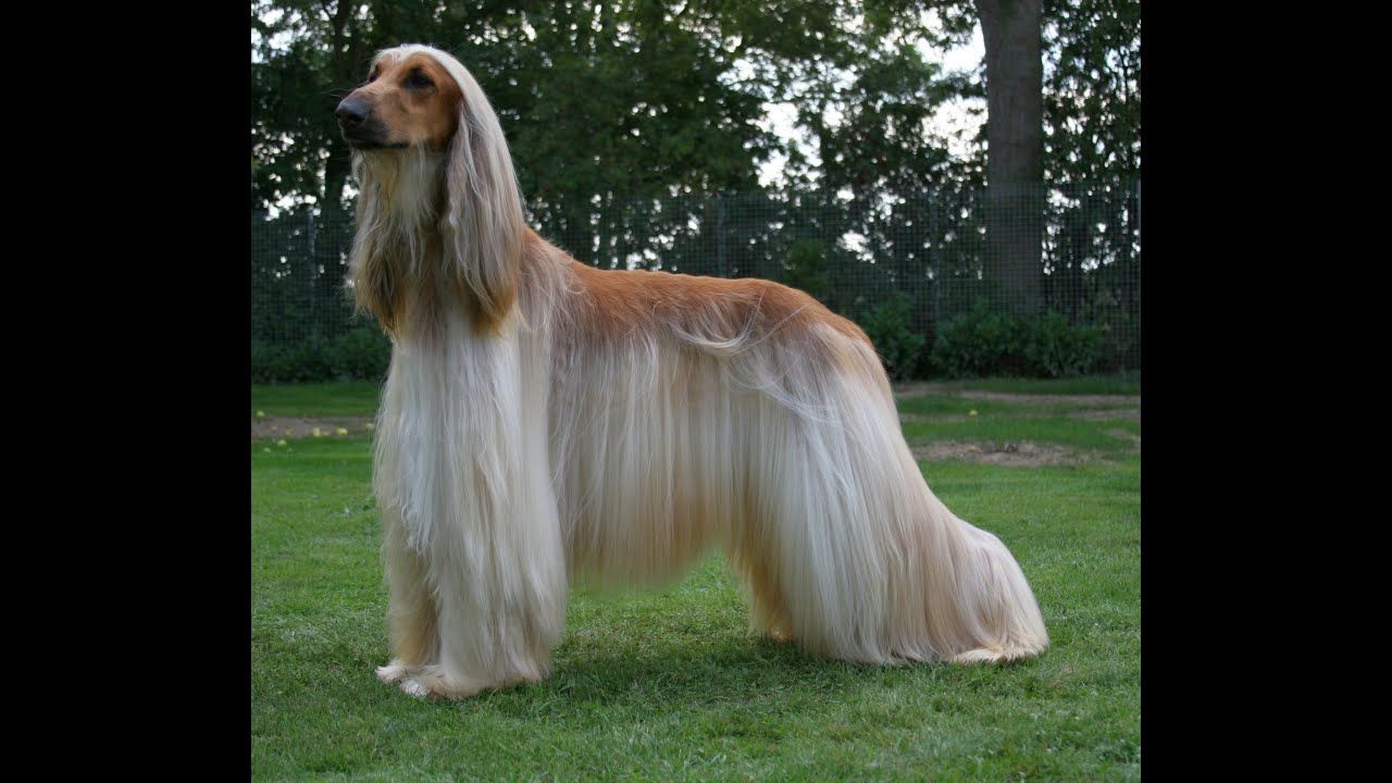 Afghan Hound Appearance Fur Playing Barking Body Afghan