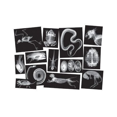 Roylco Inc Animal X Rays Educational Tool Animal Study Pets Preschool Animal Theme